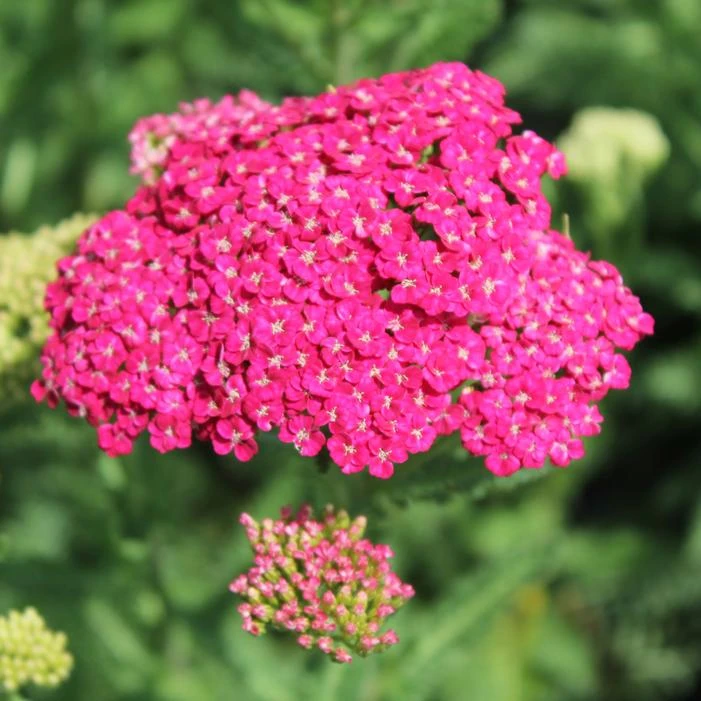 SAUCY SEDUCTION YARROW 2 SAUCY SEDUCTION YARROW - Image 2