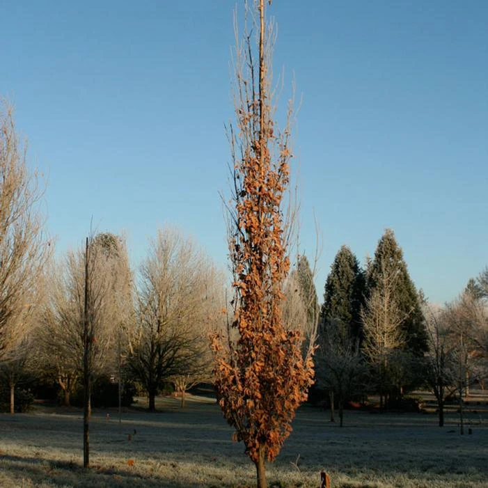 SKINNY GENES® OAK 4 SKINNY GENES® OAK - Image 4