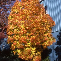 APOLLO® SUGAR MAPLE -Deals Plants Store DETA2 5467