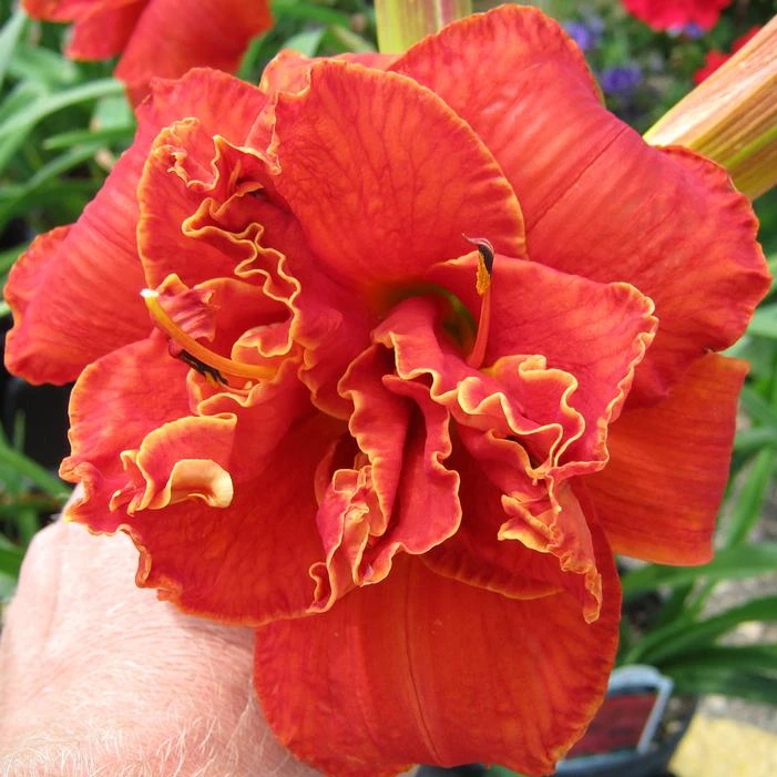 MOSES' FIRE DAYLILY 2 MOSES' FIRE DAYLILY - Image 2