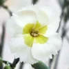 WHETMAN® AMERICAN PIE® KEY LIME PIE DIANTHUS