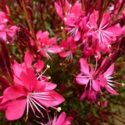 WHISKERS DEEP ROSE WAND FLOWER