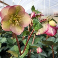 FROSTKISS® GLENDA'S GLOSS LENTEN ROSE 4 FROSTKISS® GLENDA'S GLOSS LENTEN ROSE -Deals Plants Store DETA2 5571