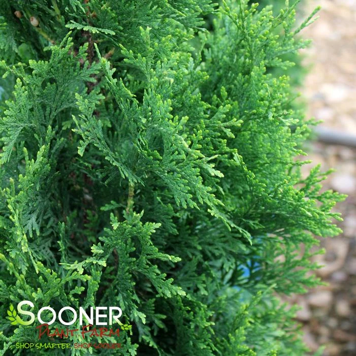 PRIVATE JET™ ARBORVITAE 1 PRIVATE JET™ ARBORVITAE