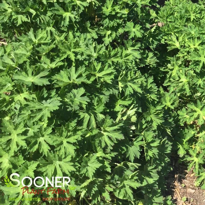 ROZANNE CRANESBILL GERANIUM 3 ROZANNE CRANESBILL GERANIUM - Image 3