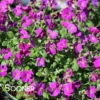 ROCK ON PINK ROCK CRESS