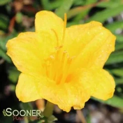 STELLA DE ORO DAYLILY 5 STELLA DE ORO DAYLILY -Deals Plants Store DETA2 569