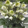 FROSTKISS® MOLLY'S WHITE LENTEN ROSE