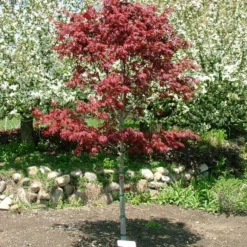 SAMURAI SWORD™ UPRIGHT JAPANESE MAPLE -Deals Plants Store DETA2 5799