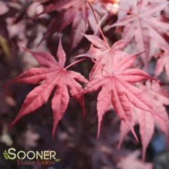 BLOODGOOD UPRIGHT JAPANESE MAPLE 7 BLOODGOOD UPRIGHT JAPANESE MAPLE -Deals Plants Store DETA2 60
