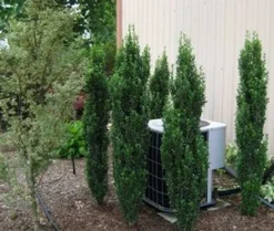 SKY PENCIL HOLLY -Deals Plants Store DETA2 637