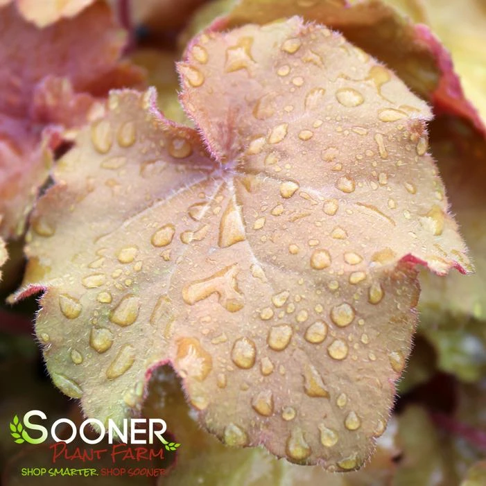 CARAMEL CORAL BELLS 1 CARAMEL CORAL BELLS