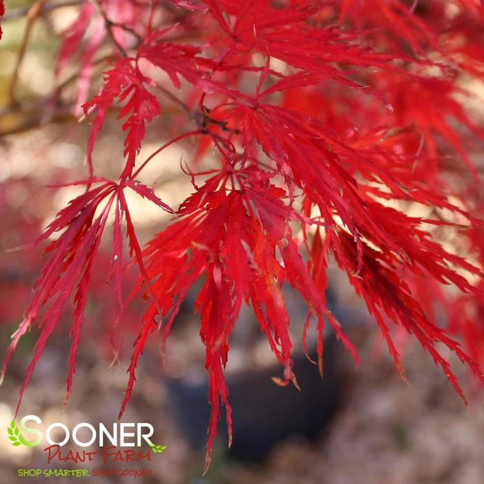 TAMUKEYAMA WEEPING JAPANESE MAPLE 1 TAMUKEYAMA WEEPING JAPANESE MAPLE