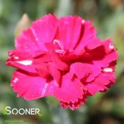 FROSTY FIRE DIANTHUS -Deals Plants Store DETA2 732