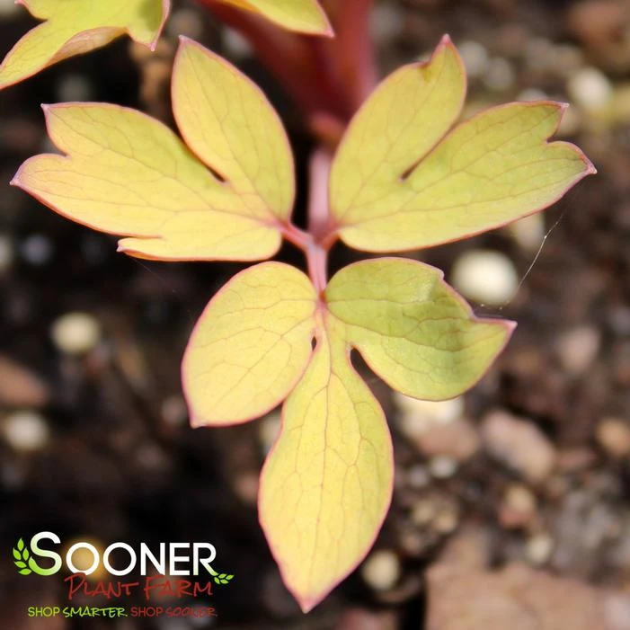 GOLD HEART BLEEDING HEART 1 GOLD HEART BLEEDING HEART