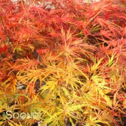 VIRIDIS WEEPING JAPANESE MAPLE