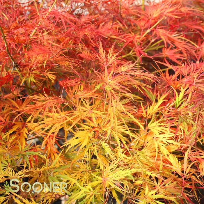 VIRIDIS WEEPING JAPANESE MAPLE 1 VIRIDIS WEEPING JAPANESE MAPLE