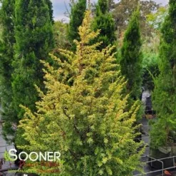 GOLD CONE JUNIPER 7 GOLD CONE JUNIPER -Deals Plants Store DETA3 1095