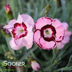 RASPBERRY SWIRL DIANTHUS 8 RASPBERRY SWIRL DIANTHUS -Deals Plants Store DETA3 1178