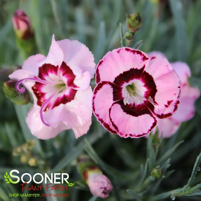 RASPBERRY SWIRL DIANTHUS 4 RASPBERRY SWIRL DIANTHUS - Image 4