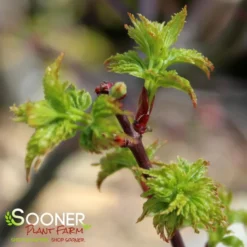 LION'S HEAD UPRIGHT JAPANESE MAPLE -Deals Plants Store DETA3 1199