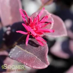 EVER RED LOROPETALUM -Deals Plants Store DETA3 1605