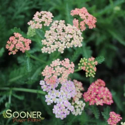 SUMMER PASTELS YARROW 9 SUMMER PASTELS YARROW -Deals Plants Store DETA3 1720