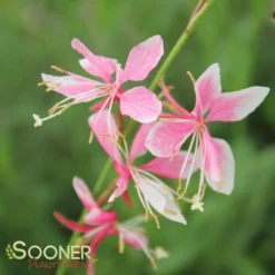 SISKIYOU PINK WAND FLOWER -Deals Plants Store DETA3 1762