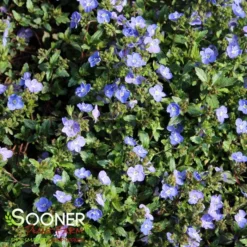 GEORGIA BLUE SPEEDWELL -Deals Plants Store DETA3 1857