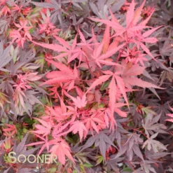 SHAINA DWARF UPRIGHT JAPANESE MAPLE -Deals Plants Store DETA3 1874