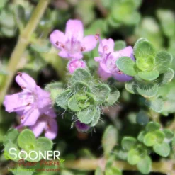 PINK CHINTZ CREEPING THYME -Deals Plants Store DETA3 1937