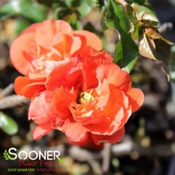 DOUBLE TAKE® ORANGE STORM QUINCE 8 DOUBLE TAKE® ORANGE STORM QUINCE -Deals Plants Store DETA3 2020
