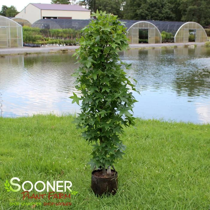 SLENDER SILHOUETTE SWEETGUM 4 SLENDER SILHOUETTE SWEETGUM - Image 4