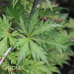 ARIADNE UPRIGHT JAPANESE MAPLE -Deals Plants Store DETA3 2564