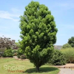 LINDSEY'S SKYWARD™ BALD CYPRESS -Deals Plants Store DETA3 2703