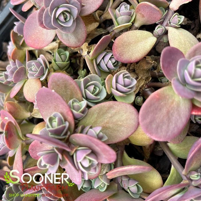 SUNSPARKLER® CHERRY TART SEDUM 1 SUNSPARKLER® CHERRY TART SEDUM