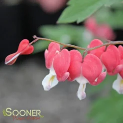 VALENTINE BLEEDING HEART -Deals Plants Store DETA3 3126