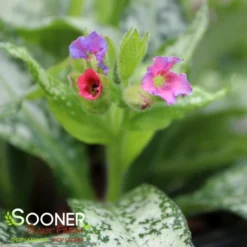 SILVER BOUQUET LUNGWORT 5 SILVER BOUQUET LUNGWORT -Deals Plants Store DETA3 3138