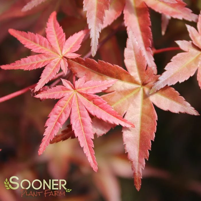 DESHOJO UPRIGHT JAPANESE MAPLE 2 DESHOJO UPRIGHT JAPANESE MAPLE - Image 2