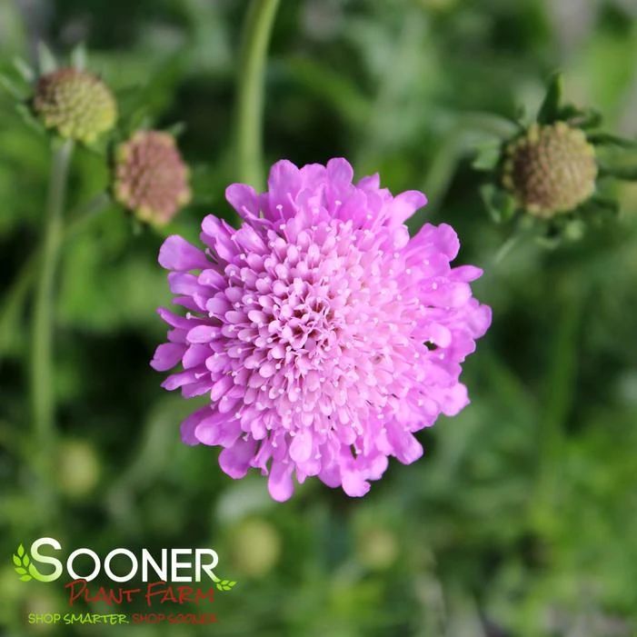 PINK MIST PINCUSHION FLOWER 1 PINK MIST PINCUSHION FLOWER