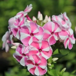 BAMBINI™ CANDY CRUSH GARDEN PHLOX 6 BAMBINI™ CANDY CRUSH GARDEN PHLOX -Deals Plants Store DETA3 3589