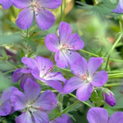 JOHNSON'S BLUE GERANIUM 5 JOHNSON'S BLUE GERANIUM -Deals Plants Store DETA3 3593