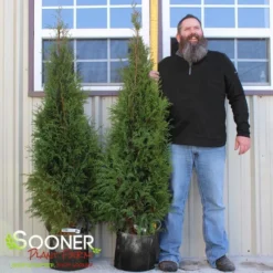 FULL SPEED A HEDGE® ARBORVITAE 5 FULL SPEED A HEDGE® ARBORVITAE -Deals Plants Store DETA3 3796