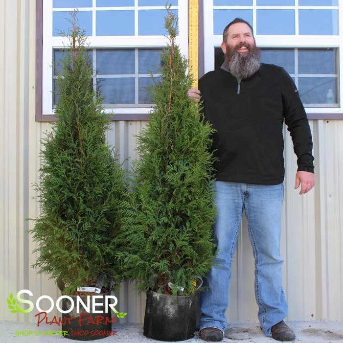 FULL SPEED A HEDGE® ARBORVITAE 3 FULL SPEED A HEDGE® ARBORVITAE - Image 3