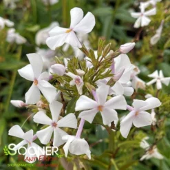 FASHIONABLY EARLY CRYSTAL GARDEN PHLOX 5 FASHIONABLY EARLY CRYSTAL GARDEN PHLOX -Deals Plants Store DETA3 3879