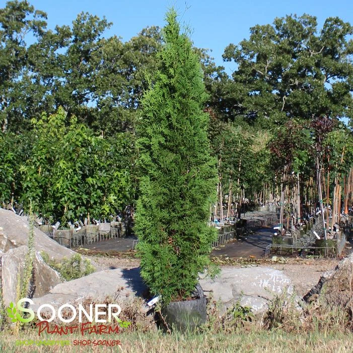 SKYWALKER™ ARBORVITAE 1 SKYWALKER™ ARBORVITAE