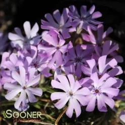 BEDAZZLED LAVENDER PHLOX -Deals Plants Store DETA3 3969