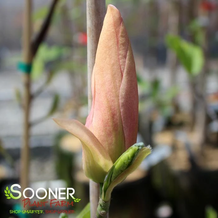 DAYBREAK MAGNOLIA 2 DAYBREAK MAGNOLIA - Image 2