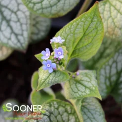 QUEEN OF HEARTS BRUNNERA -Deals Plants Store DETA3 4100