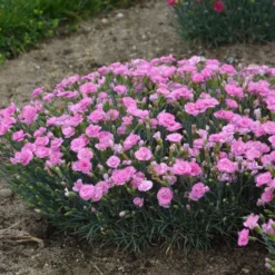 FRUIT PUNCH® SWEETIE PIE DIANTHUS -Deals Plants Store DETA3 4105